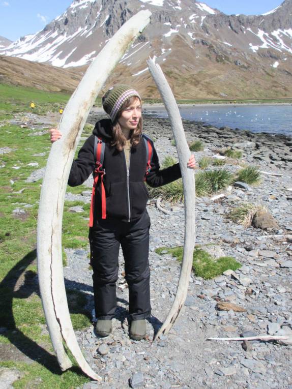 A Sarafina encontra alguns dos muitos ossos de baleia espalhados pela praia de Ocean Harbour, na Geórgia do Sul